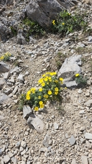 Potentilla nivea