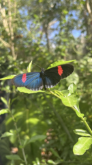 Heliconius erato cyrbia