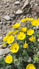 Potentilla nivea