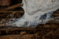 Fuligo septica candida