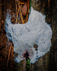 Fuligo septica candida