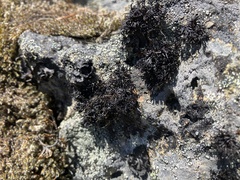 Cornicularia normoerica