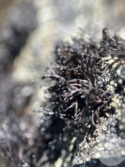 Cornicularia normoerica