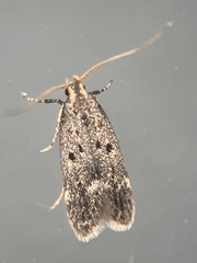 Neodactylota liguritrix