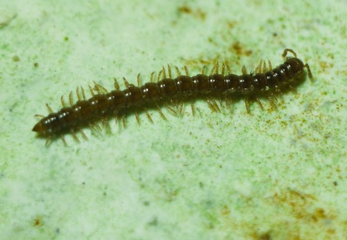 Strongylosoma stigmatosum