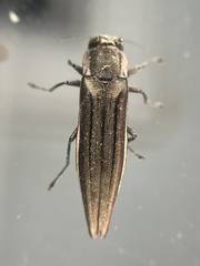 Agrilus macer