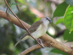 Pachycephala simplex