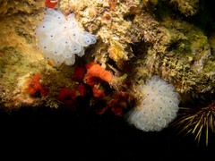 Clavelina pseudobaudinensis