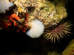 Clavelina pseudobaudinensis