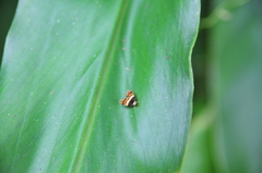 Choreutis xanthogramma