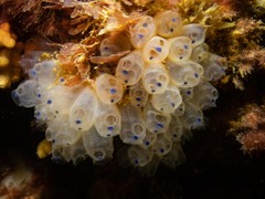 Clavelina pseudobaudinensis