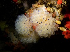 Clavelina pseudobaudinensis