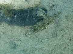 Sphoeroides greeleyi