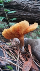 Gymnopilus sapineus