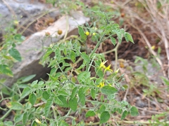 Solanum pimpinellifolium