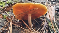 Gymnopilus sapineus