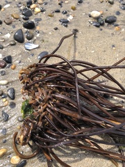 Laminaria sinclairii