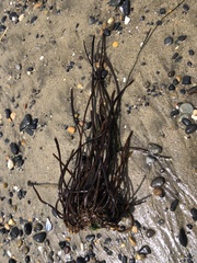 Laminaria sinclairii