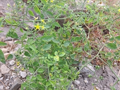 Solanum pimpinellifolium
