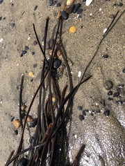 Laminaria sinclairii