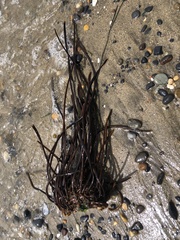 Laminaria sinclairii