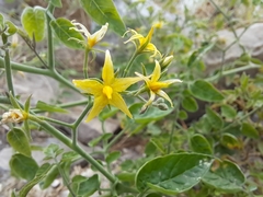 Solanum pimpinellifolium