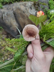 Fungi