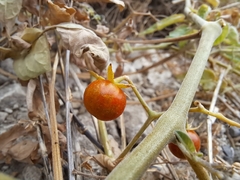 Solanum pimpinellifolium