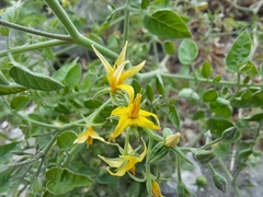 Solanum pimpinellifolium