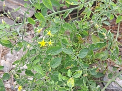 Solanum pimpinellifolium
