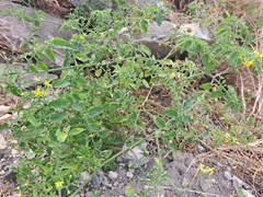 Solanum pimpinellifolium
