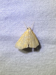 Glaphyria glaphyralis