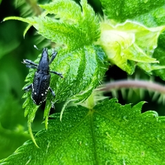 Peribleptus scalptus