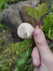 Fungi