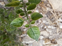 Solanum pimpinellifolium