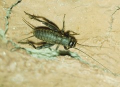Modicogryllus frontalis