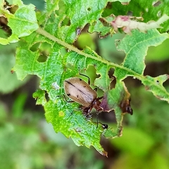 Cerogria quadrimaculata