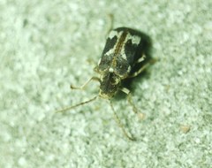 Ptinomorphus imperialis
