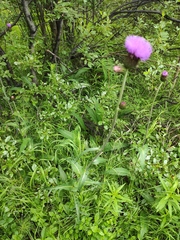 Cirsium heterophyllum