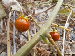 Solanum pimpinellifolium