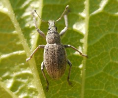 Sciaphobus squalidus