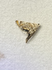 Eoparargyractis irroratalis