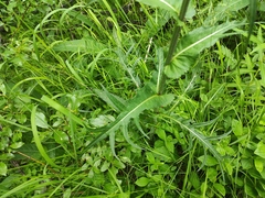 Cirsium heterophyllum