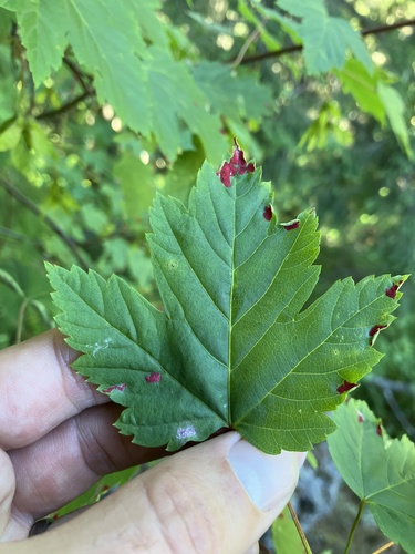 Rocky Mountain maple