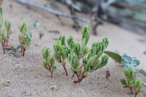 Image of Portulaca halimoides by no rights reserved