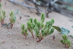 Portulaca halimoides