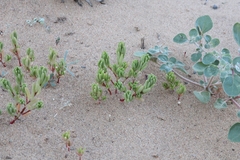 Portulaca halimoides
