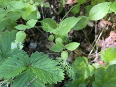 Silene campanulata
