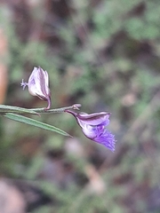 Polygala tenuifolia