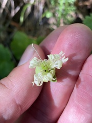 Silene campanulata